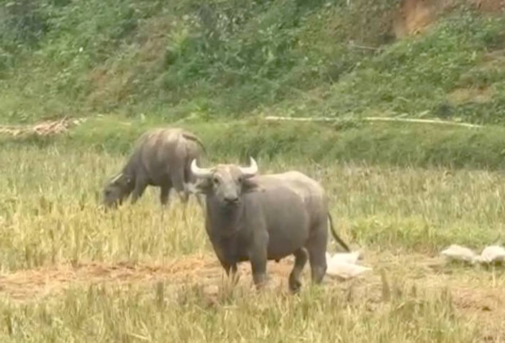 Trâu “điên” hung hãn rượt đuổi, tấn công 7 người dân - ảnh 1