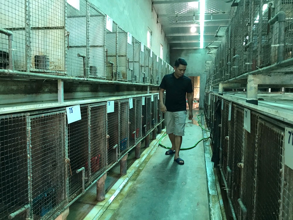 Mô hình nuôi chồn hương mở lối làm giàu cho nông dân xứ Nghệ  - ảnh 4