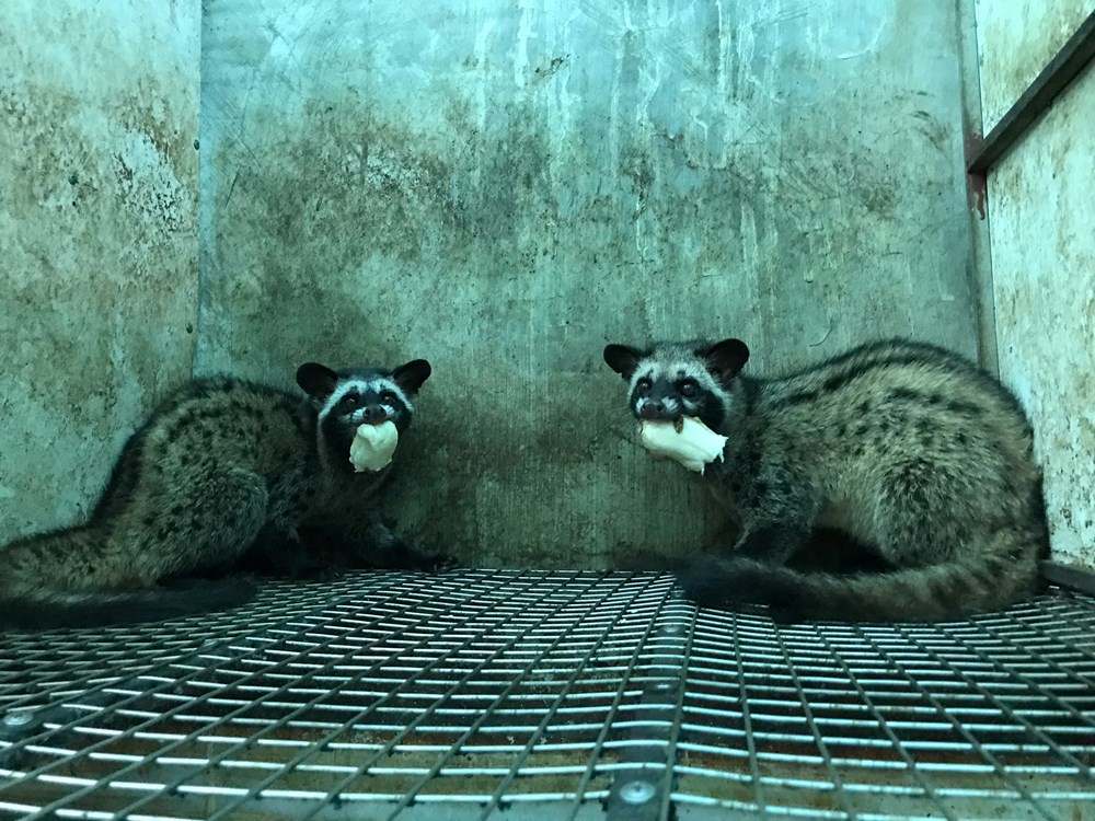 Mô hình nuôi chồn hương mở lối làm giàu cho nông dân xứ Nghệ  - ảnh 1