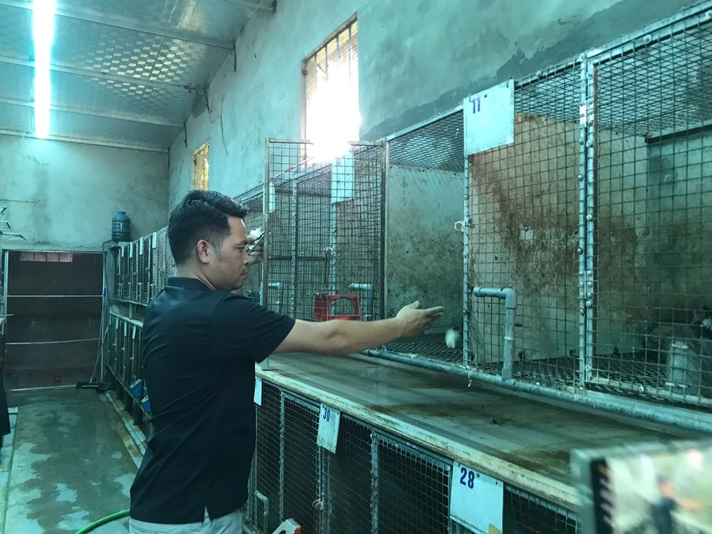 Mô hình nuôi chồn hương mở lối làm giàu cho nông dân xứ Nghệ  - ảnh 3