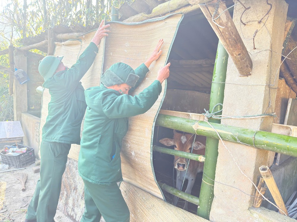 Bộ đội giúp bà con vùng biên chống rét cho gia súc - ảnh 1