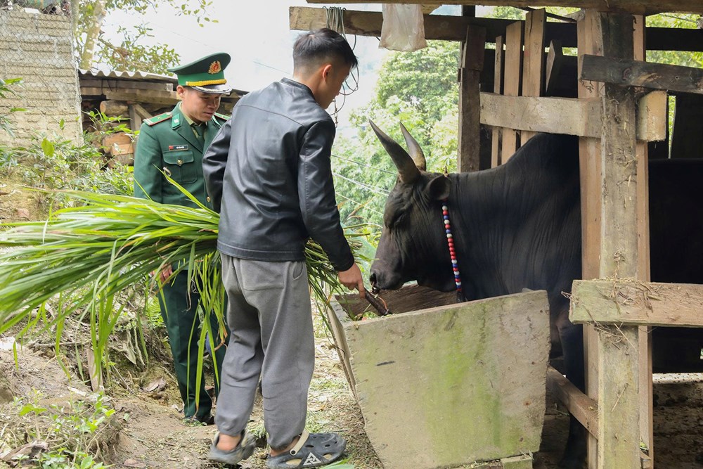 Bộ đội giúp bà con vùng biên chống rét cho gia súc - ảnh 3