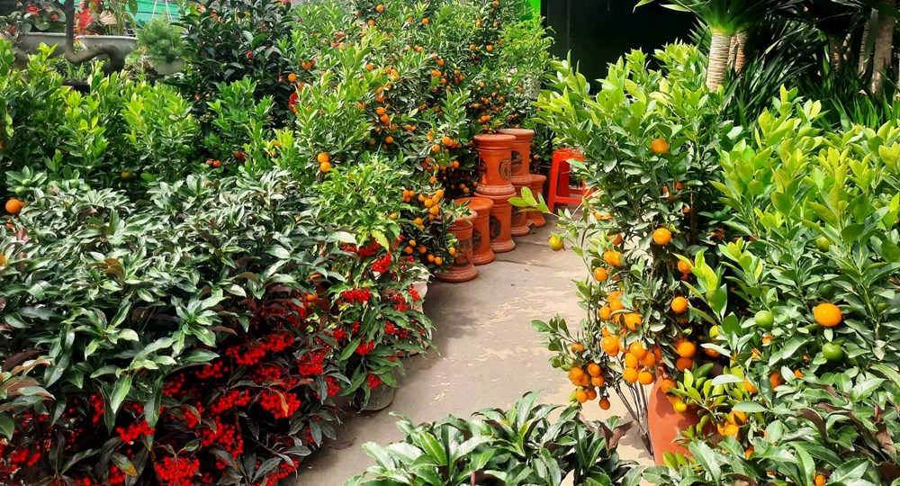 Làng hoa, cây cảnh Nghệ An tất bật, hối hả vào vụ Tết - ảnh 5
