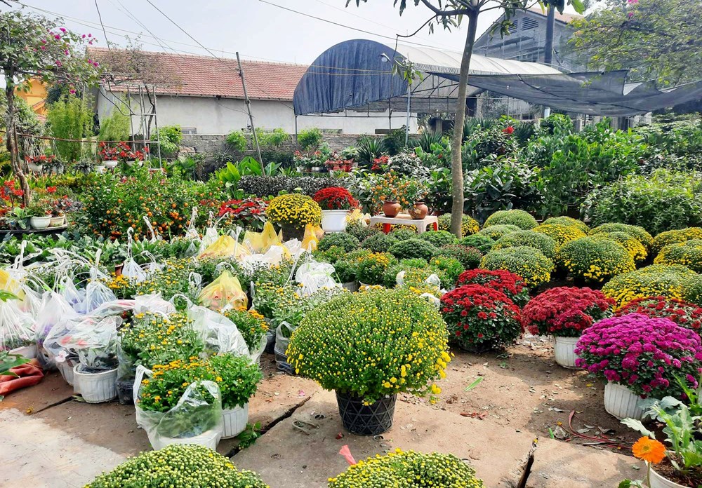 Làng hoa, cây cảnh Nghệ An tất bật, hối hả vào vụ Tết - ảnh 4