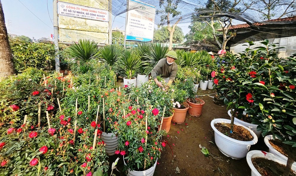 Làng hoa, cây cảnh Nghệ An tất bật, hối hả vào vụ Tết - ảnh 2