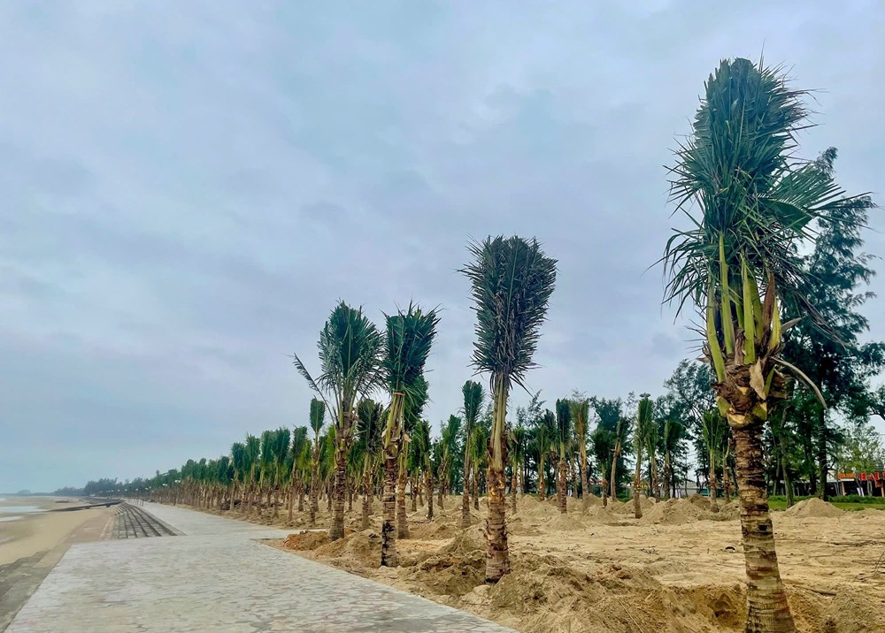 Nghệ An phát động Tết trồng cây Xuân Bính Ngọ 2026 - ảnh 3