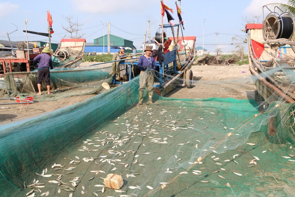 Mùa cá trích nướng tạo “cơn sốt” hút khách ven biển - ảnh 2