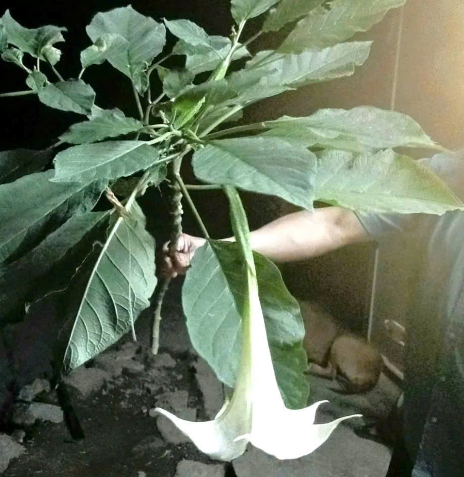 Hái rau rừng về nấu ăn, 3 người trong gia đình nhập viện cấp cứu - ảnh 1