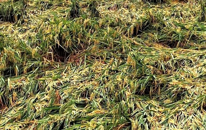 Mưa đá kéo dài 30 phút, một xã miền núi thiệt hại gần 12 tỉ đồng - ảnh 4
