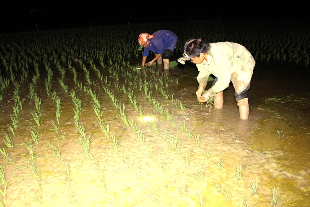 Tránh nắng nóng, nông dân Nghệ An chong đèn cấy lúa trong đêm - ảnh 3