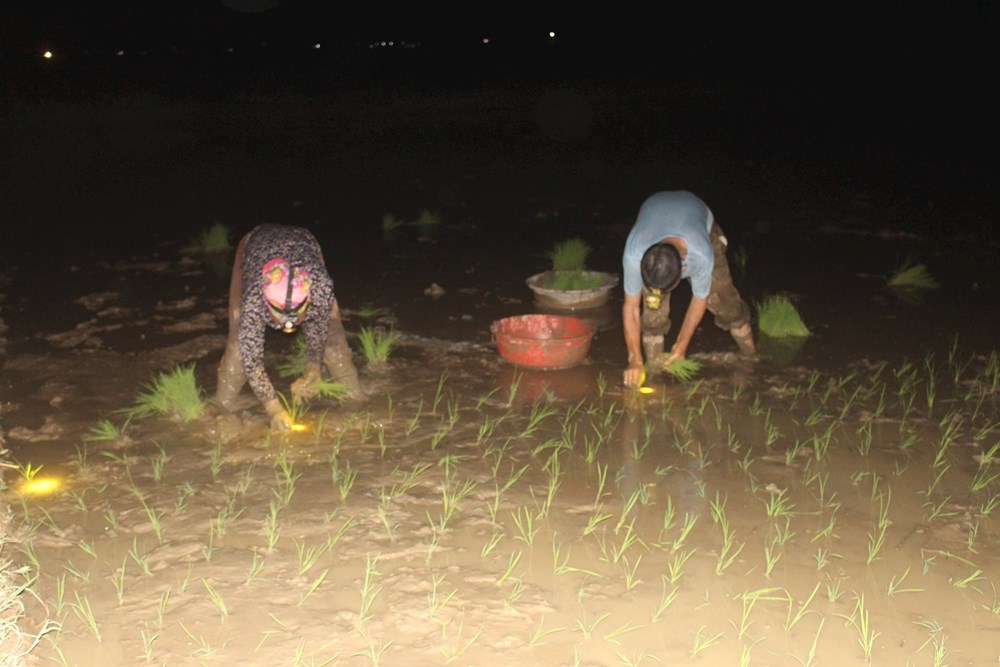 Tránh nắng nóng, nông dân Nghệ An chong đèn cấy lúa trong đêm - ảnh 1