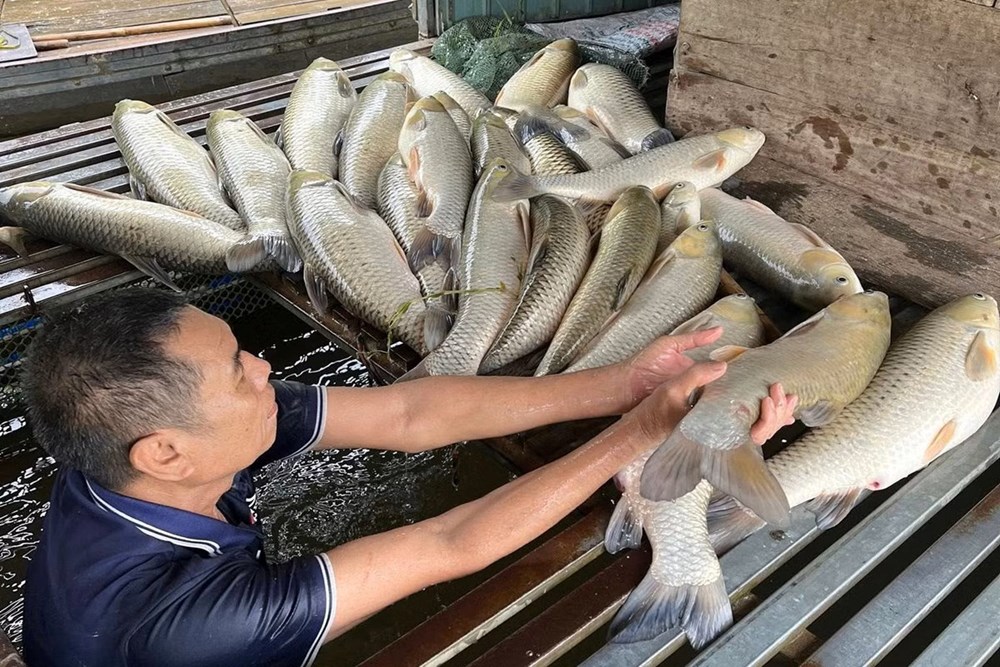 Hơn 2,7 tấn cá lồng chết bất thường trên sông Lam, người dân lo lắng - ảnh 1