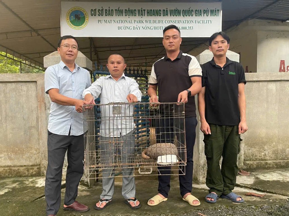 Phát hiện tê tê quý hiếm giữa đường trong khi tuần tra - ảnh 1