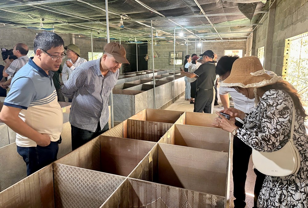 Mạnh dạn mô hình kinh tế mới giúp người dân vùng cao Nghệ An tăng thu nhập - ảnh 2
