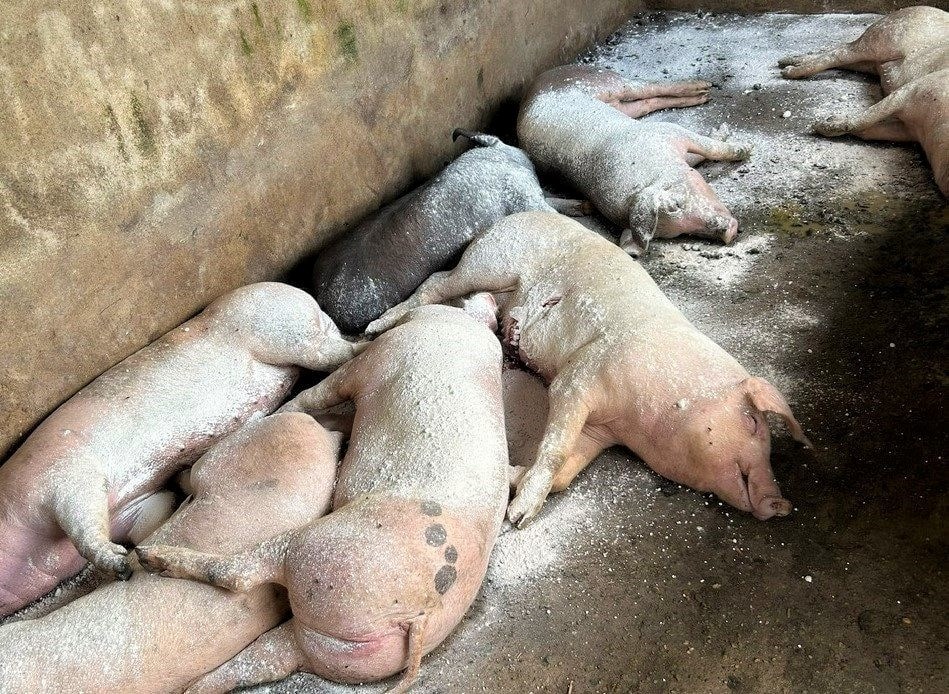 Nghệ An khẩn trương kiểm soát dịch tả lợn châu Phi - ảnh 1