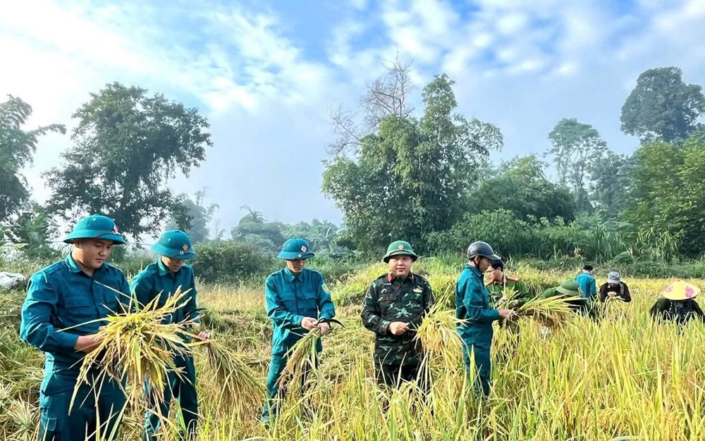 Tuổi trẻ tiếp sức giúp dân trong mùa thu hoạch lúa - ảnh 2