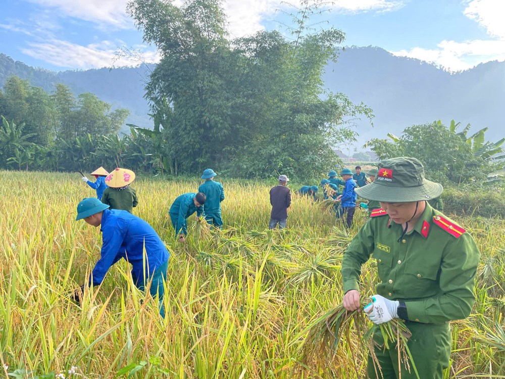 Tuổi trẻ tiếp sức giúp dân trong mùa thu hoạch lúa - ảnh 3