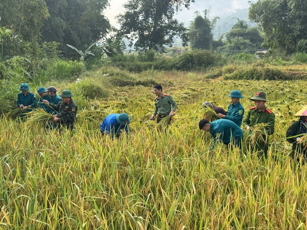 Tuổi trẻ tiếp sức giúp dân trong mùa thu hoạch lúa - ảnh 1