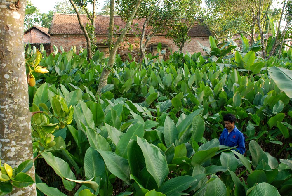 Làng lá dong Tràng Cát tất bật vụ Tết - ảnh 2