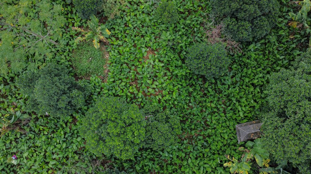 Làng lá dong Tràng Cát tất bật vụ Tết - ảnh 1