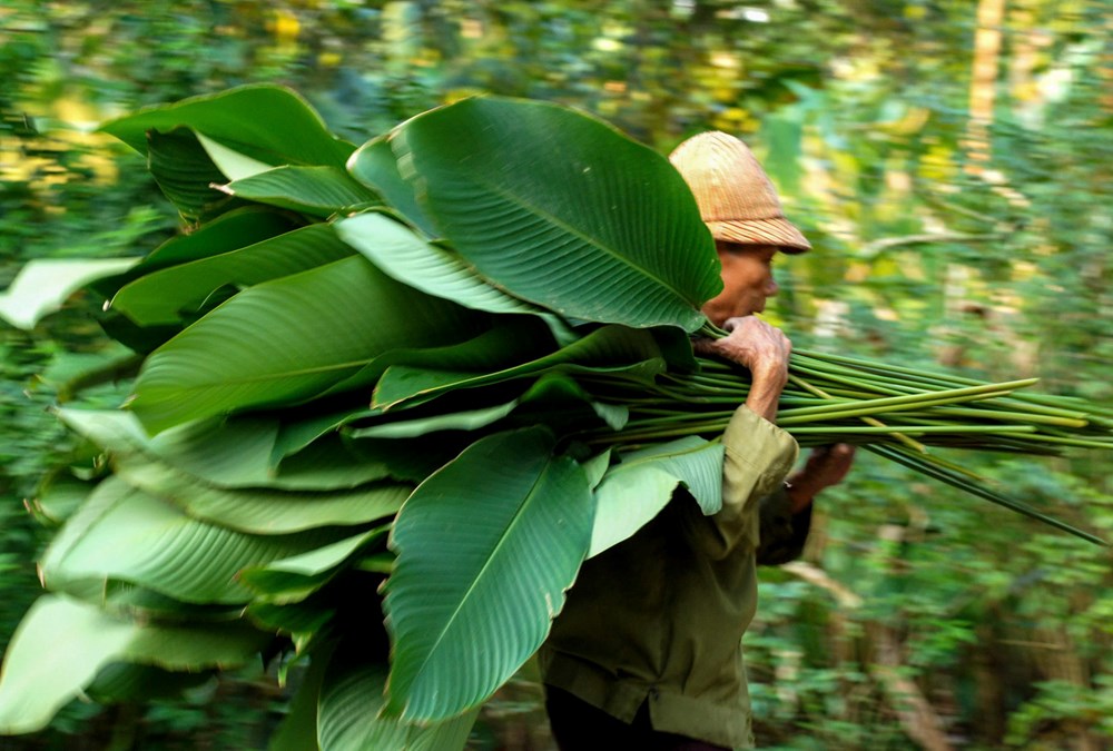 Làng lá dong Tràng Cát tất bật vụ Tết - ảnh 4