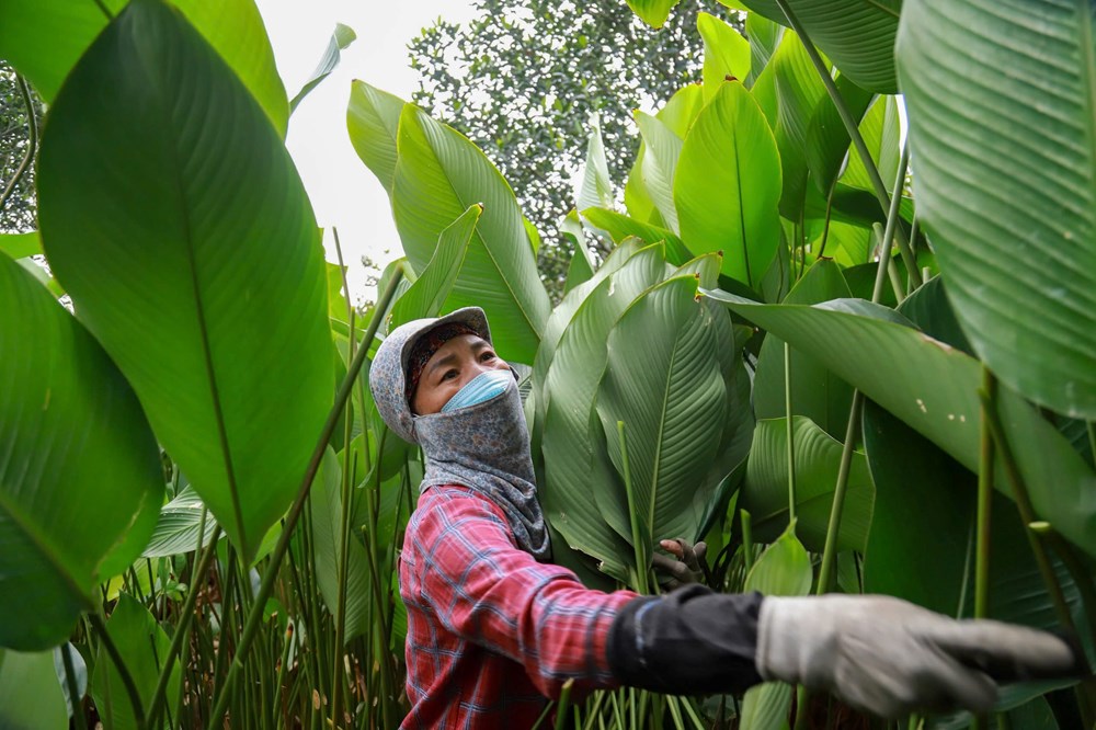 Làng lá dong Tràng Cát tất bật vụ Tết - ảnh 3