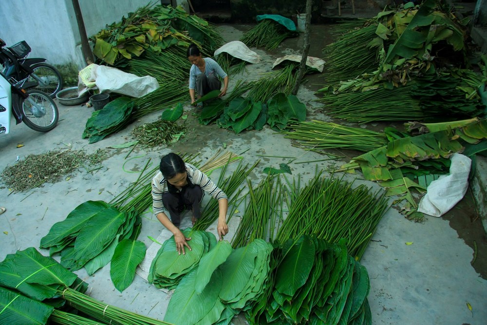 Làng lá dong Tràng Cát tất bật vụ Tết - ảnh 8
