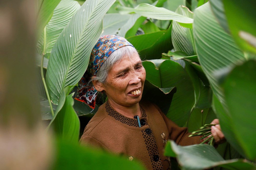 Làng lá dong Tràng Cát tất bật vụ Tết - ảnh 5