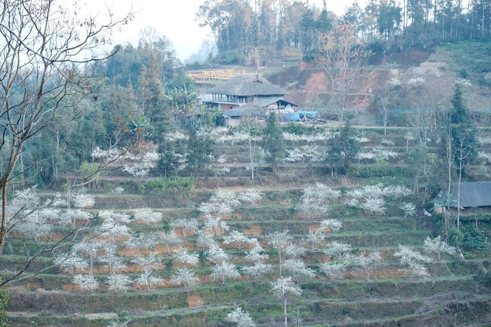 “Lạc lối” trong sắc hoa mận của cao nguyên Bắc Hà - ảnh 1