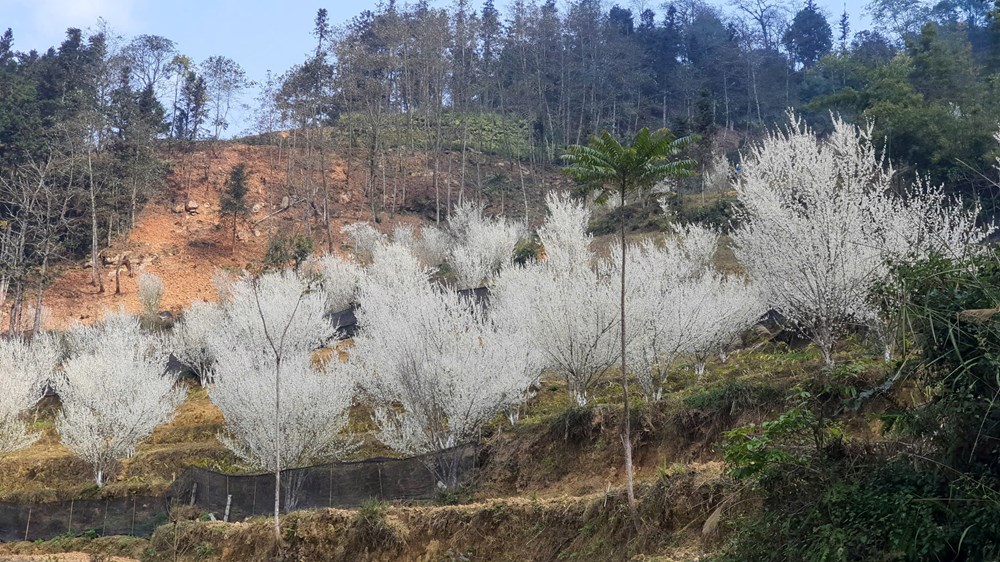 “Lạc lối” trong sắc hoa mận của cao nguyên Bắc Hà - ảnh 3