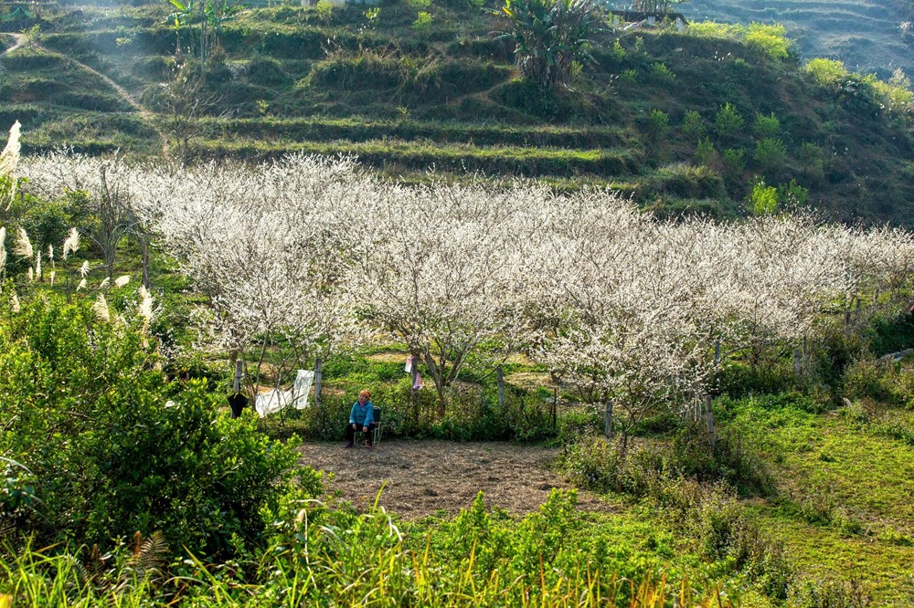 “Lạc lối” trong sắc hoa mận của cao nguyên Bắc Hà - ảnh 2