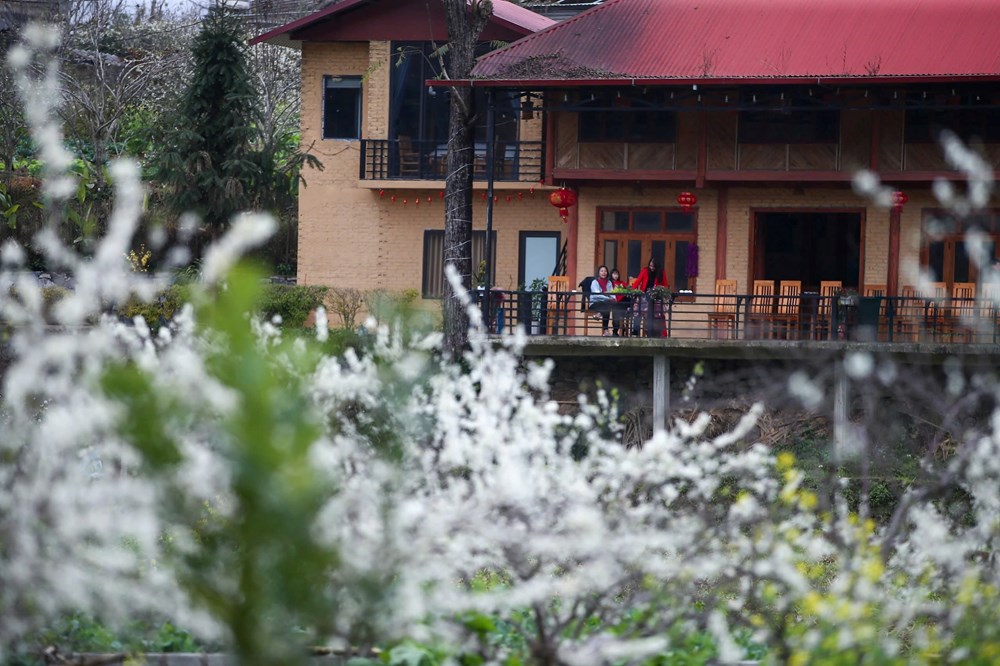 “Lạc lối” trong sắc hoa mận của cao nguyên Bắc Hà - ảnh 7