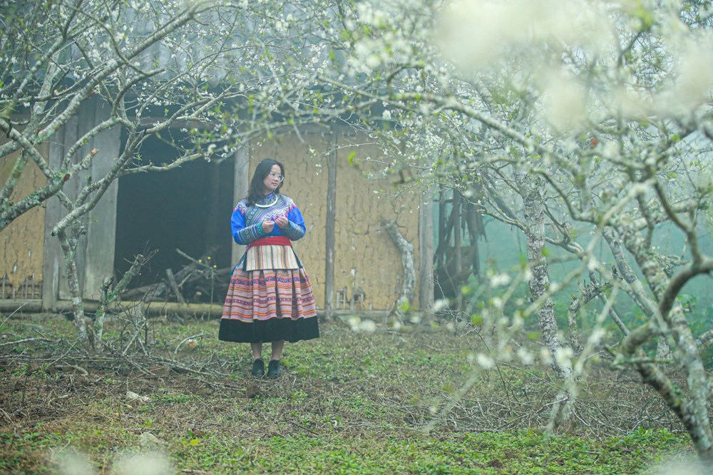 “Lạc lối” trong sắc hoa mận của cao nguyên Bắc Hà - ảnh 8