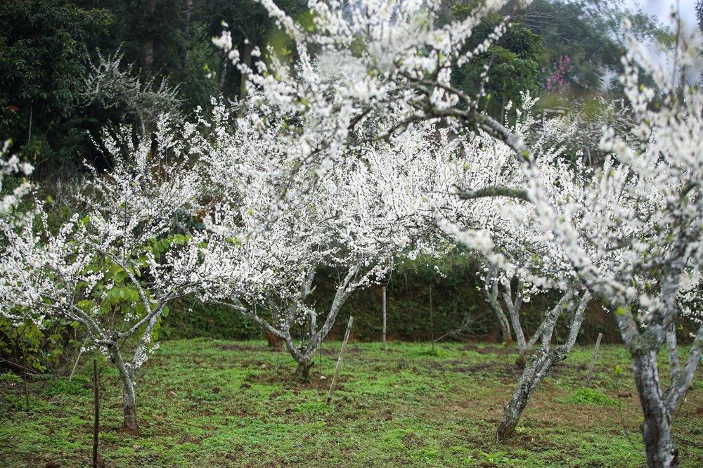 “Lạc lối” trong sắc hoa mận của cao nguyên Bắc Hà - ảnh 6