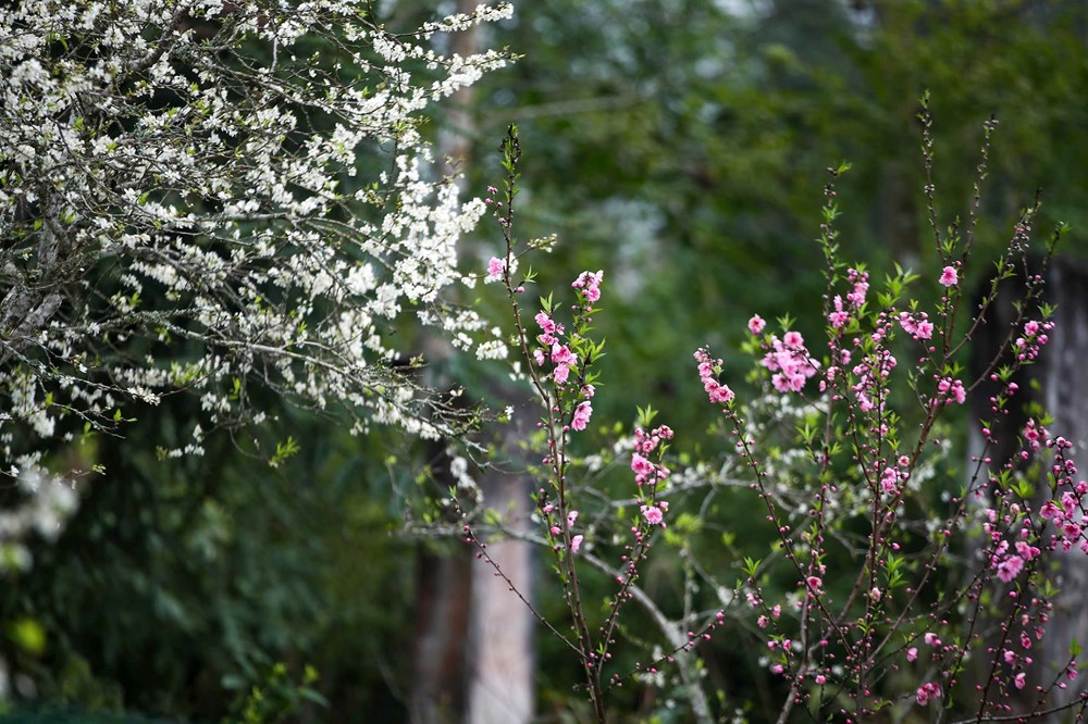 “Lạc lối” trong sắc hoa mận của cao nguyên Bắc Hà - ảnh 13