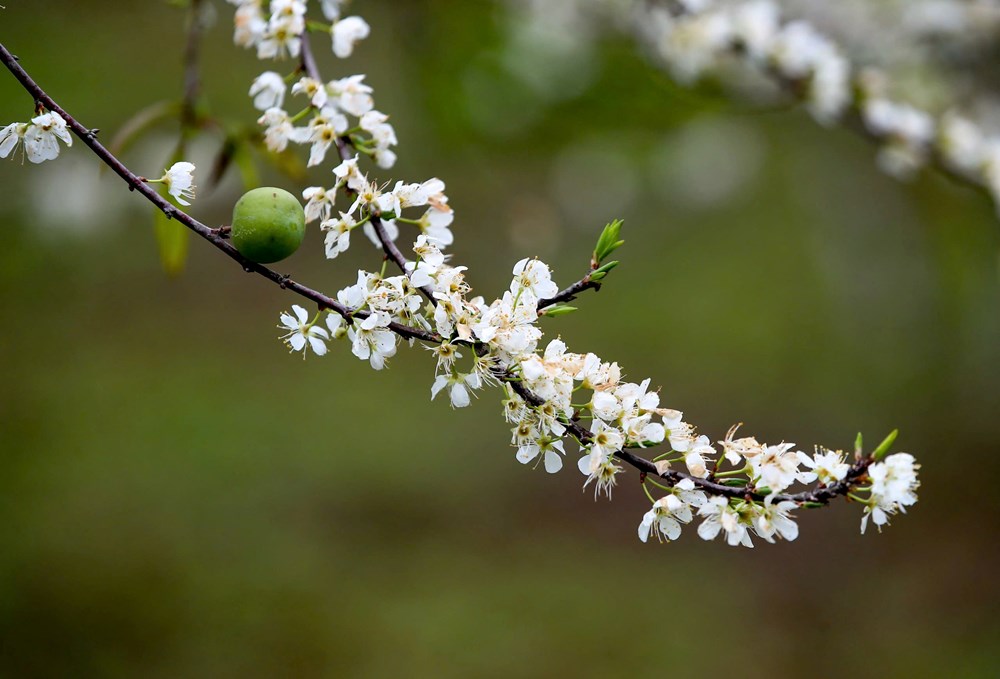 “Lạc lối” trong sắc hoa mận của cao nguyên Bắc Hà - ảnh 5