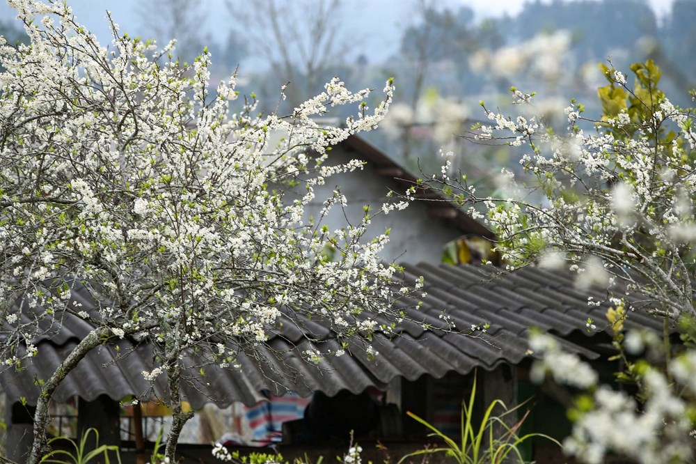 “Lạc lối” trong sắc hoa mận của cao nguyên Bắc Hà - ảnh 4