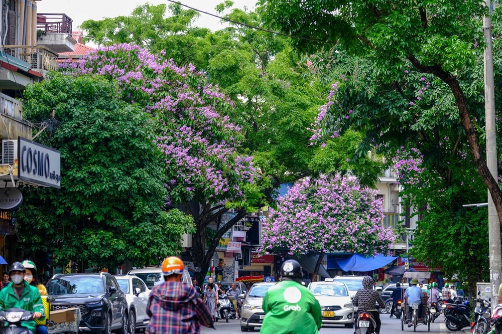 Phố phường Thủ đô rực sắc tím bằng lăng gọi hè - ảnh 9