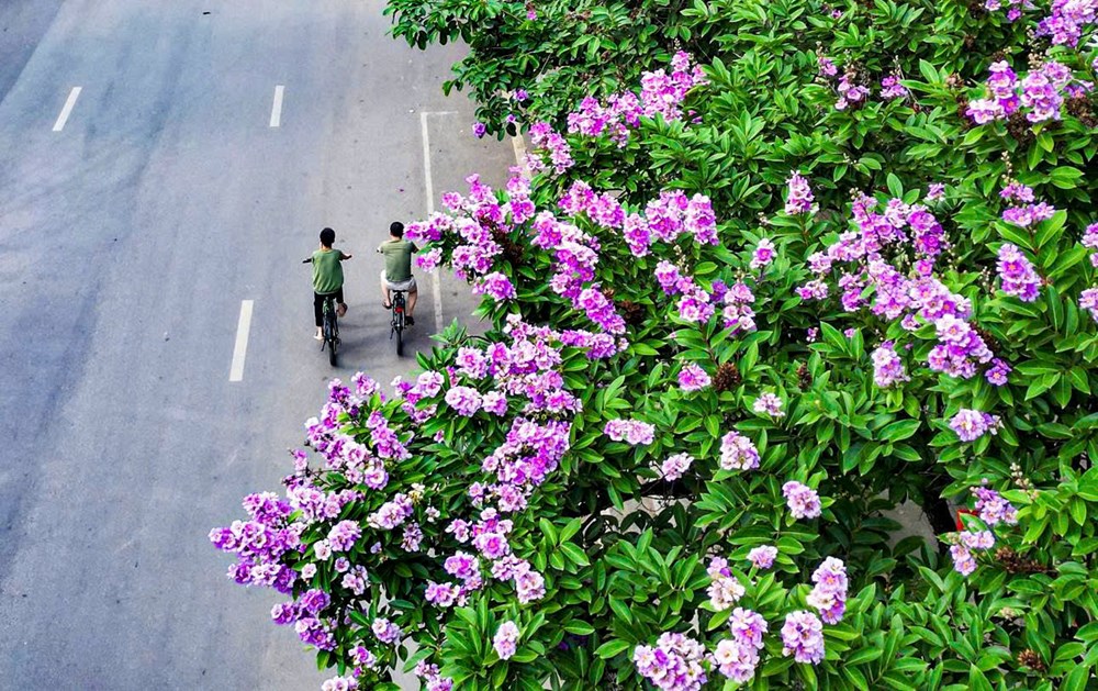 Phố phường Thủ đô rực sắc tím bằng lăng gọi hè - ảnh 7