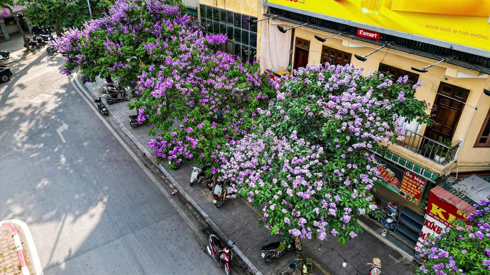 Phố phường Thủ đô rực sắc tím bằng lăng gọi hè - ảnh 6