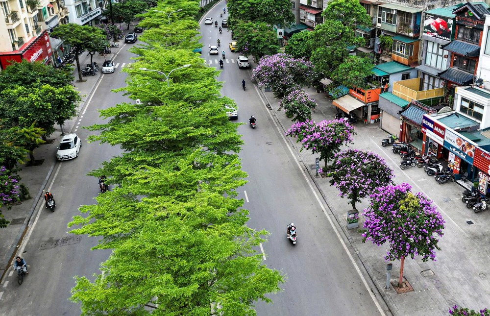 Phố phường Thủ đô rực sắc tím bằng lăng gọi hè - ảnh 10