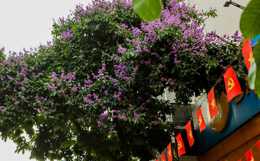 Phố phường Thủ đô rực sắc tím bằng lăng gọi hè - ảnh 4