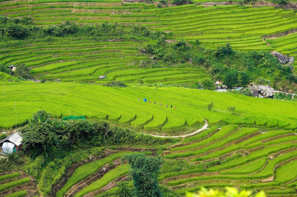 Sắc xanh dịu dàng dưới chân dãy Hoàng Liên - ảnh 6