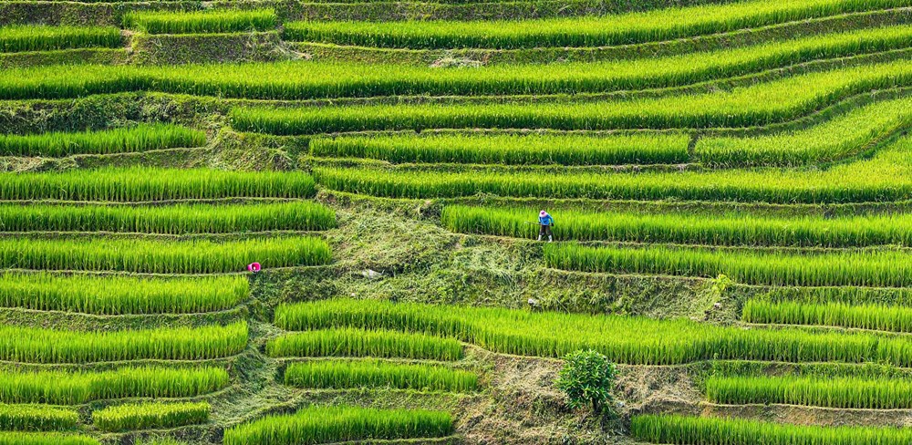 Sắc xanh dịu dàng dưới chân dãy Hoàng Liên - ảnh 8