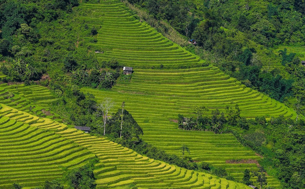 Sắc xanh dịu dàng dưới chân dãy Hoàng Liên - ảnh 10