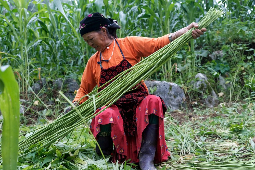 Từ thân lanh đến tấm vải: Hành trình gìn giữ hồn văn hóa người Mông - ảnh 1