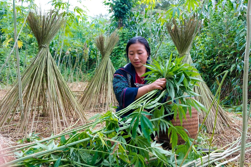 Từ thân lanh đến tấm vải: Hành trình gìn giữ hồn văn hóa người Mông - ảnh 2