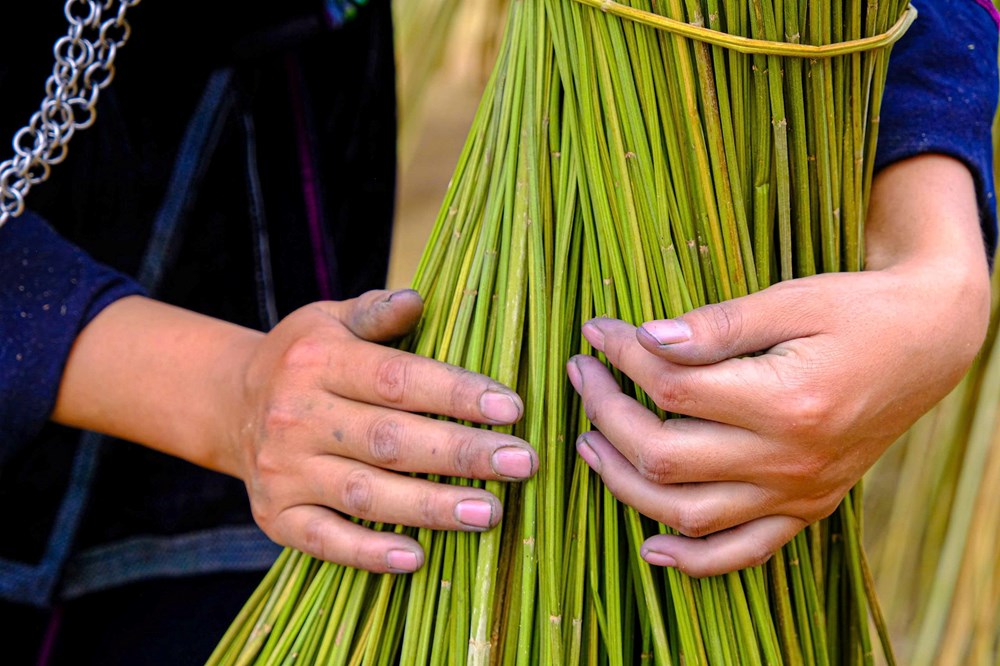 Từ thân lanh đến tấm vải: Hành trình gìn giữ hồn văn hóa người Mông - ảnh 3