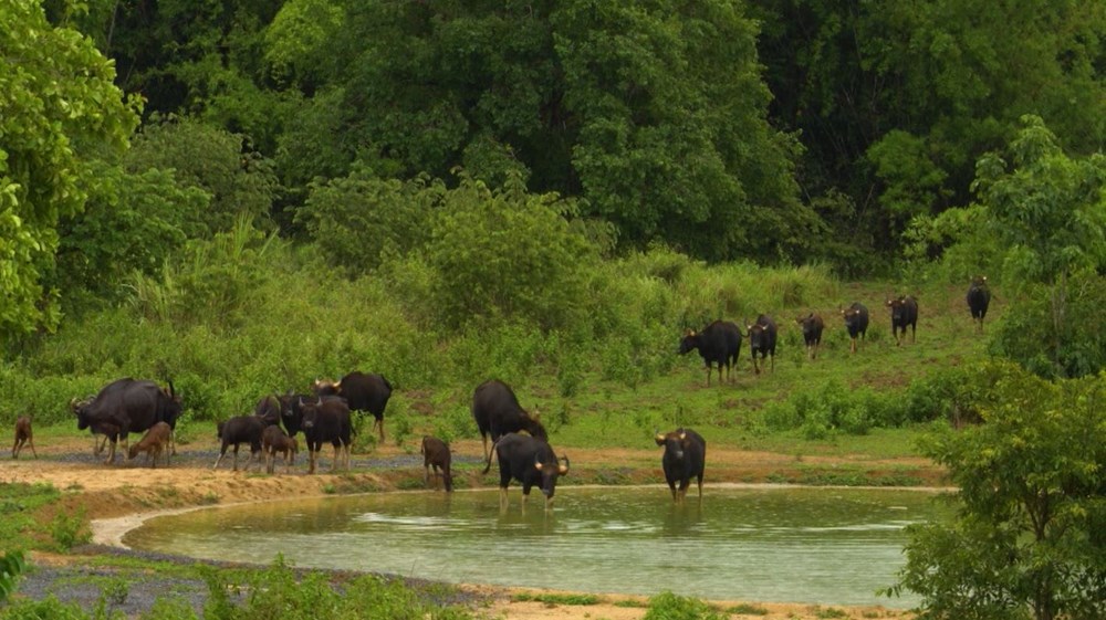 “Vietnam wild live” mùa 2: Theo dấu muôn loài giữa rừng Cát Tiên - ảnh 2