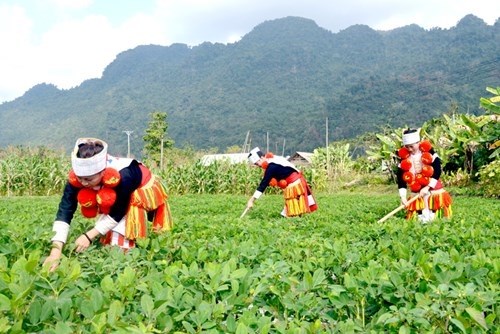 Lập hội đồng thẩm định điều chỉnh phát triển KT-XH dân tộc thiểu số và miền núi - ảnh 1